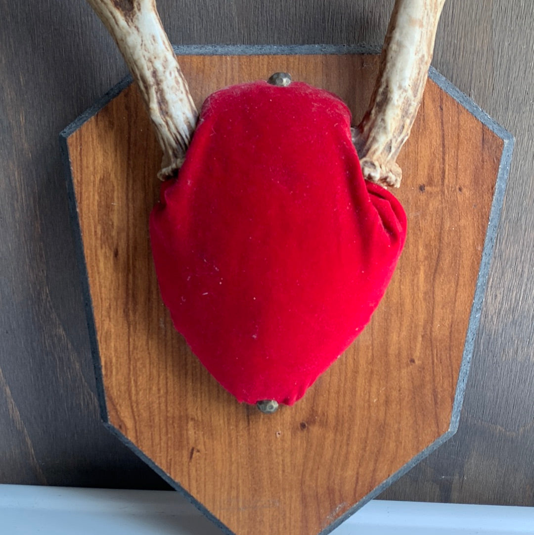 Mounted antlers