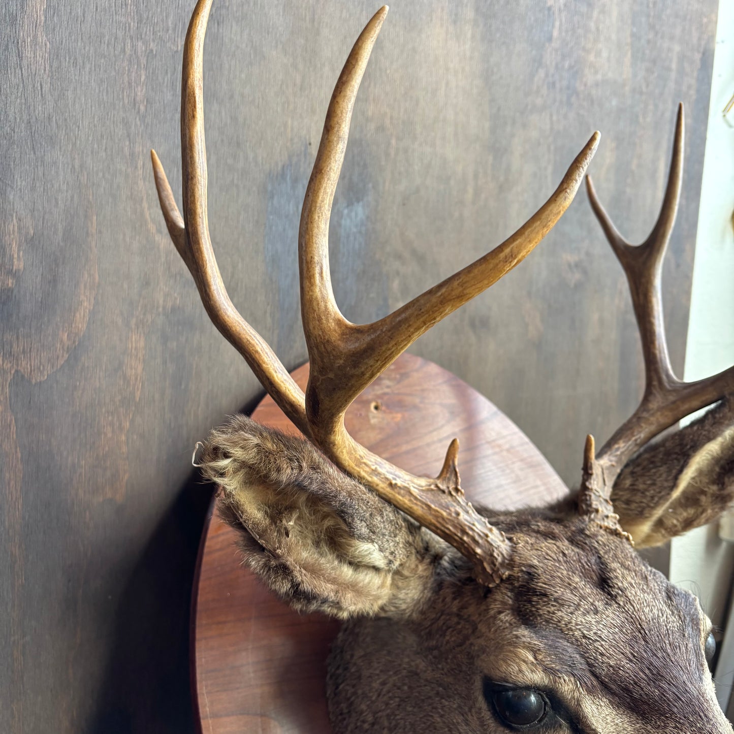 Oval Mounted Deer Bust