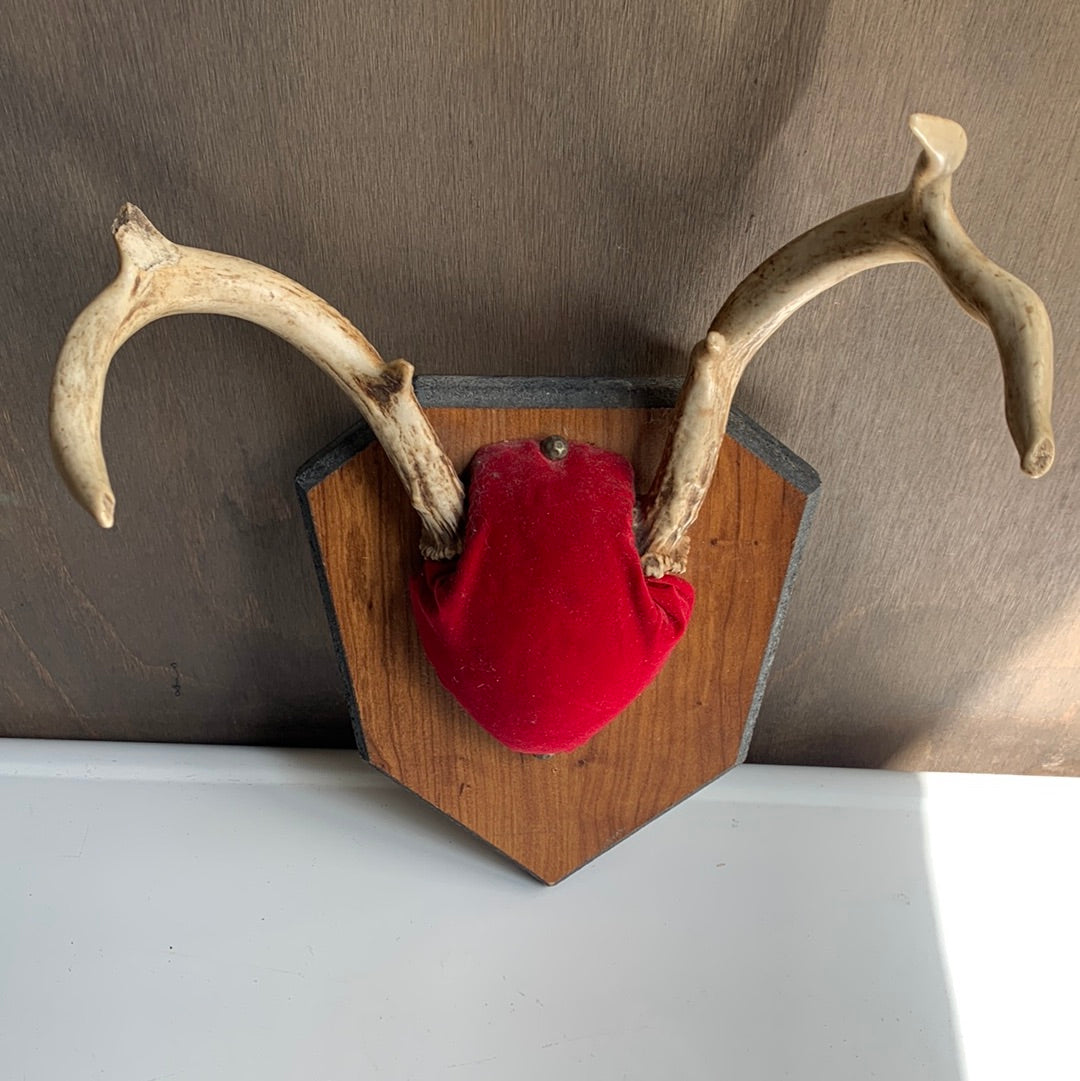 Mounted antlers