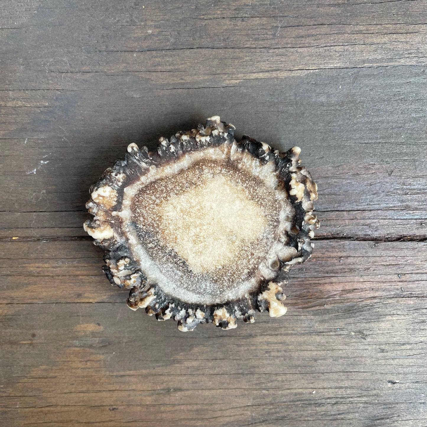 Resin Antler Belt Buckle