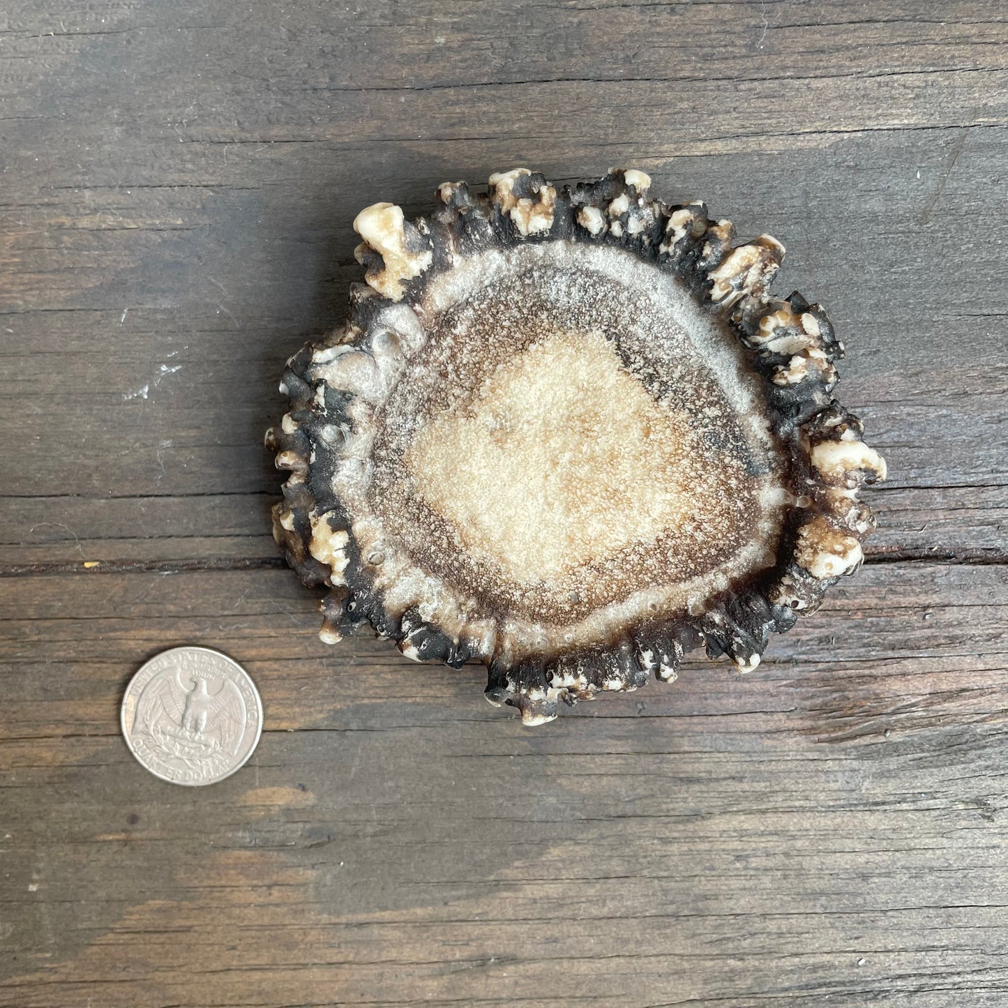 Resin Antler Belt Buckle