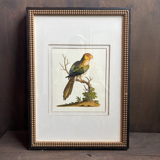 Vintage Parakeet Framed Art
