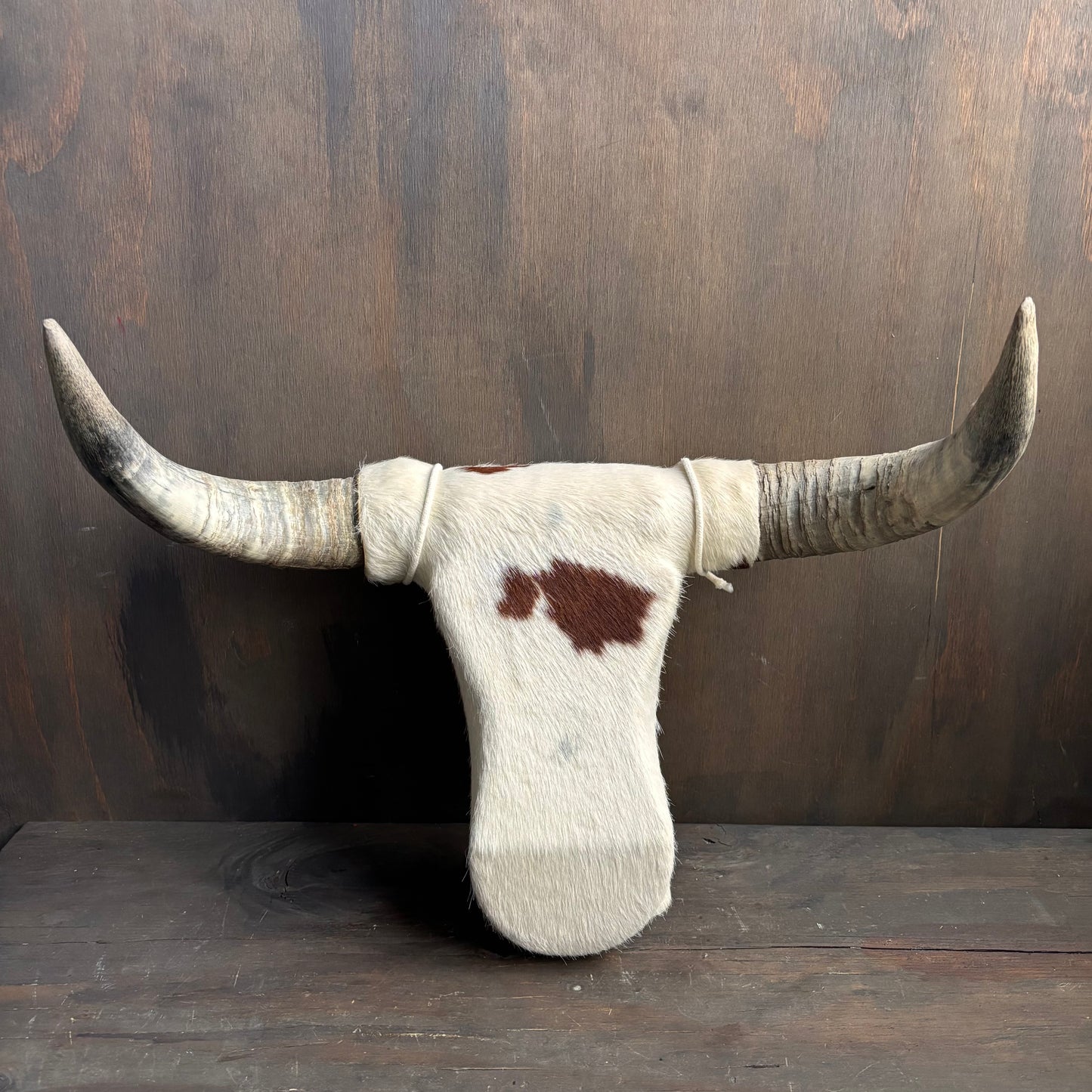 Cowhide Covered Bust with Longhorns