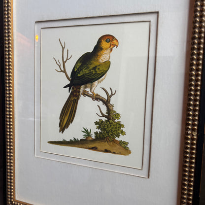 Vintage Parakeet Framed Art