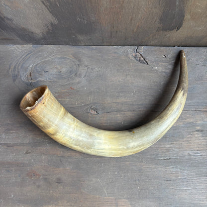 Cow Powder Horn