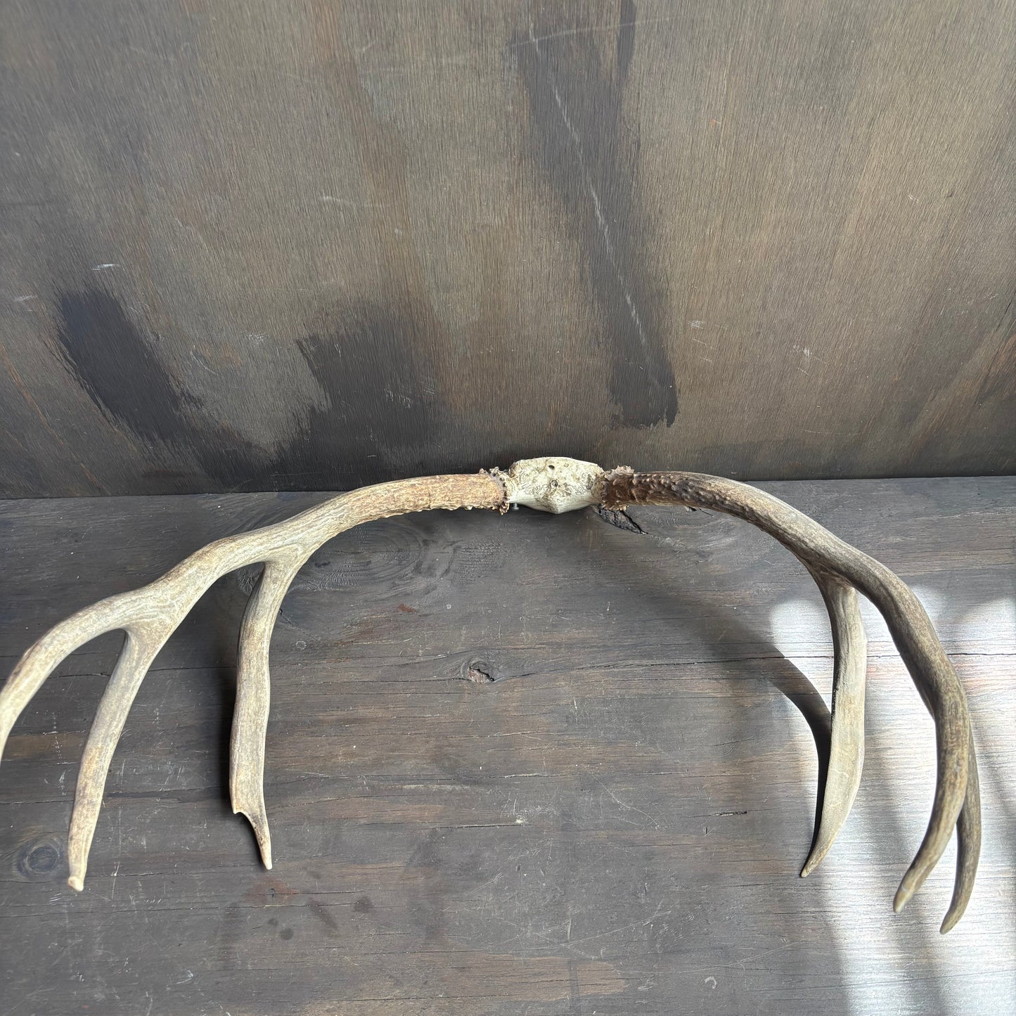Small Mule Deer Antlers Skull Cap
