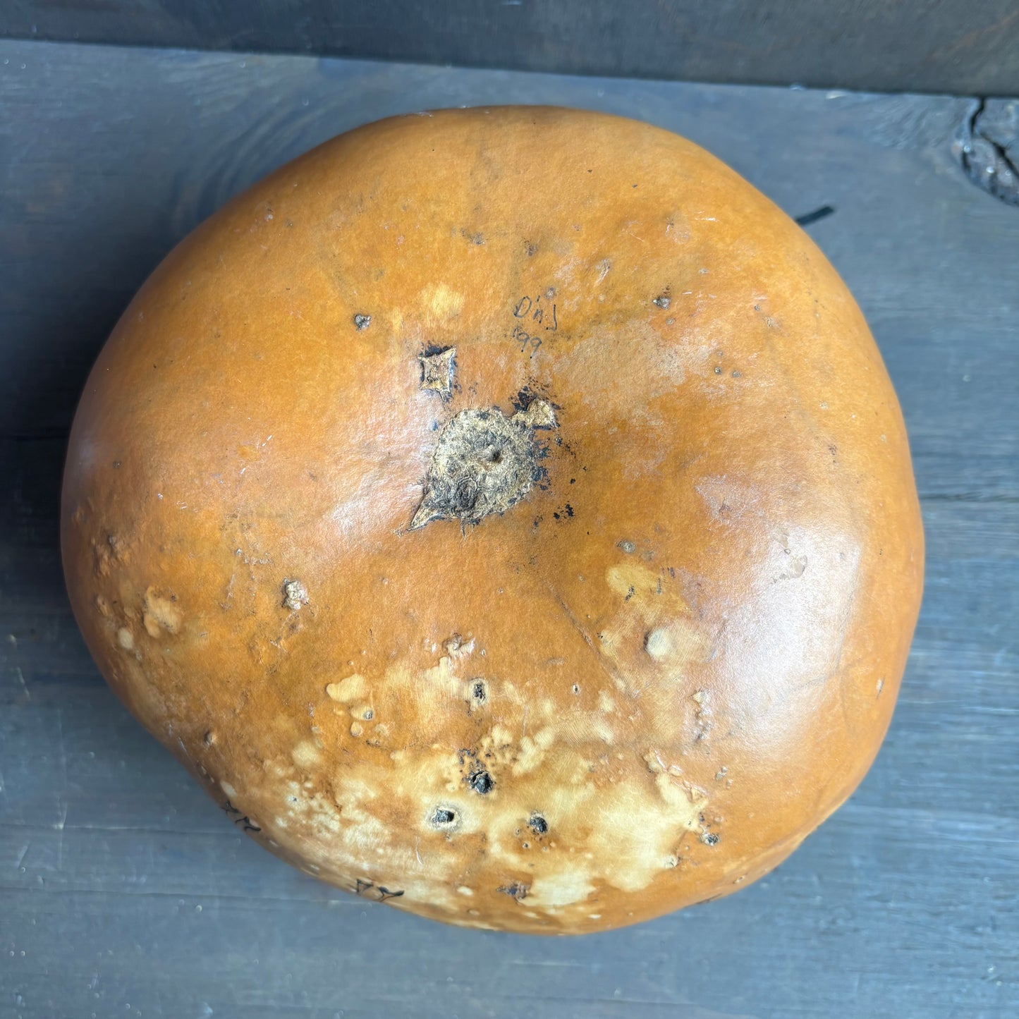 Hand Painted Gourd with Buffalos
