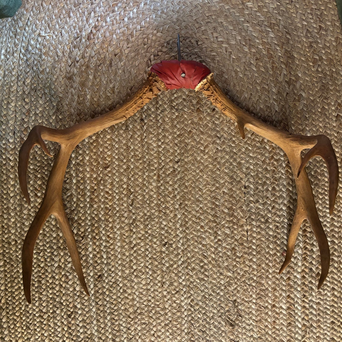 Deer Antlers