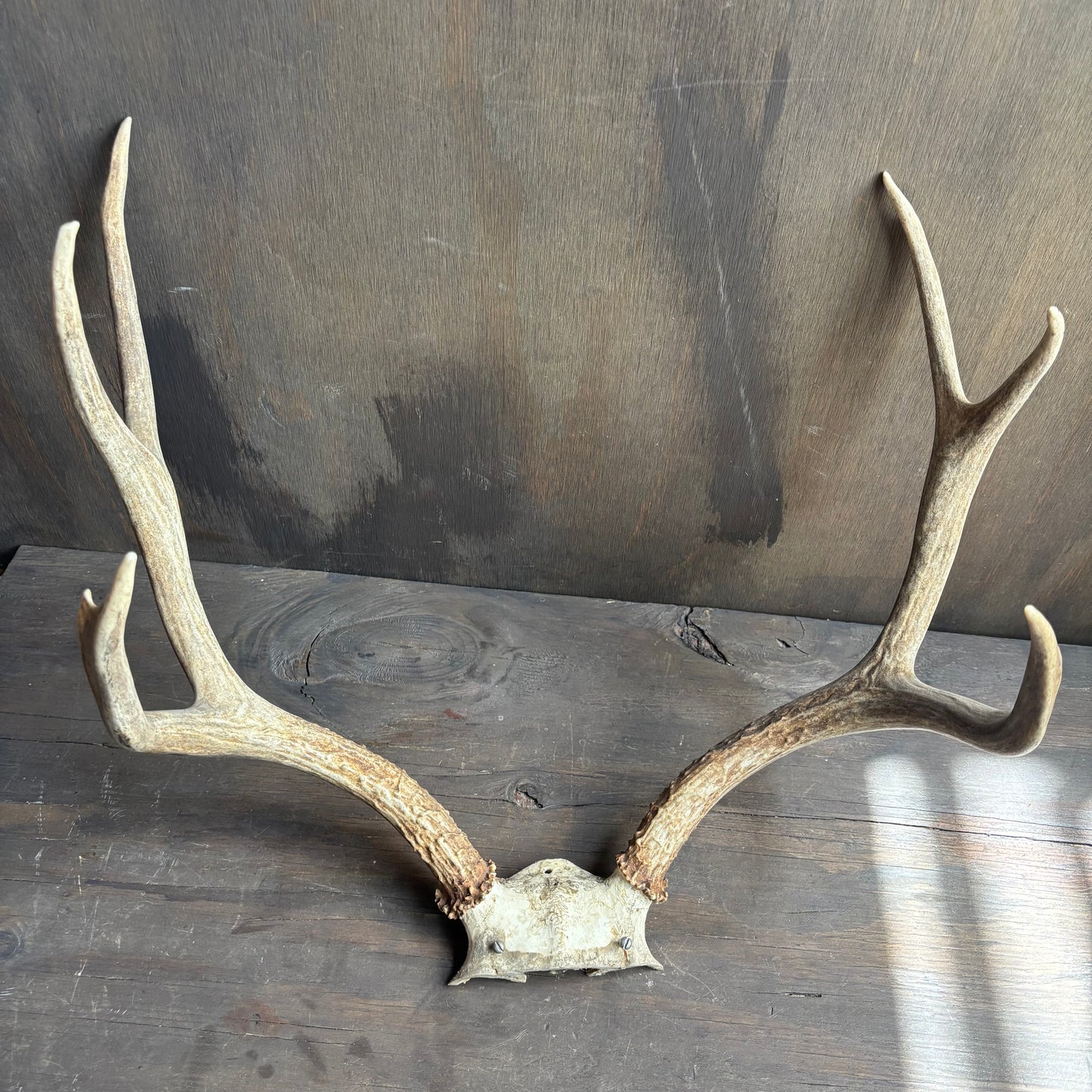 Small Mule Deer Antlers Skull Cap