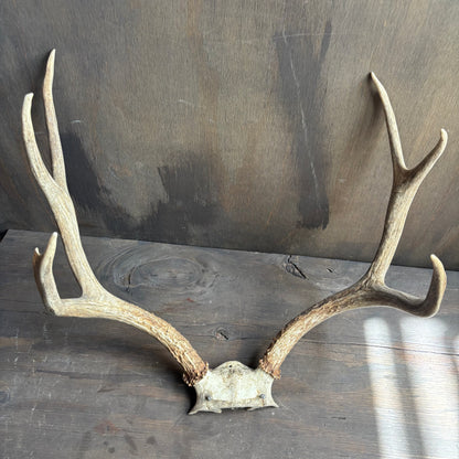 Small Mule Deer Antlers Skull Cap