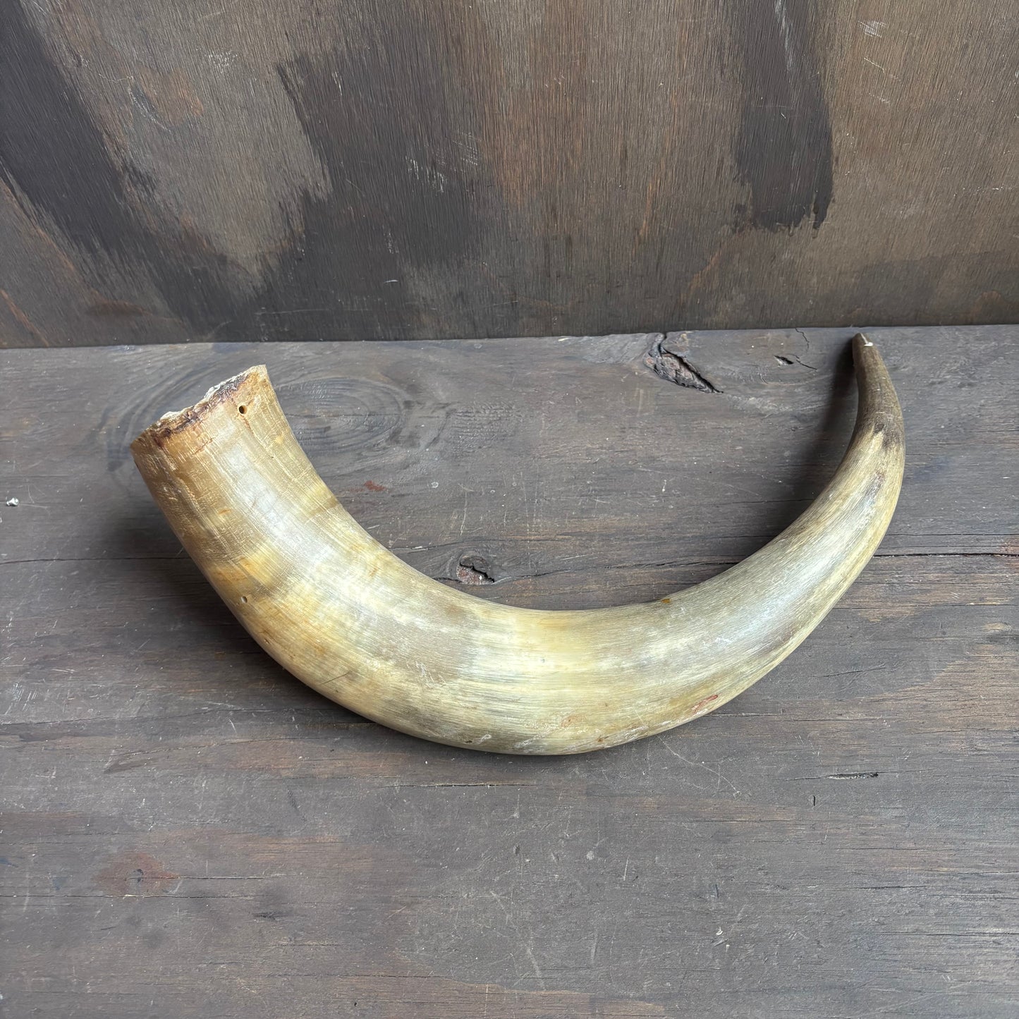 Cow Powder Horn