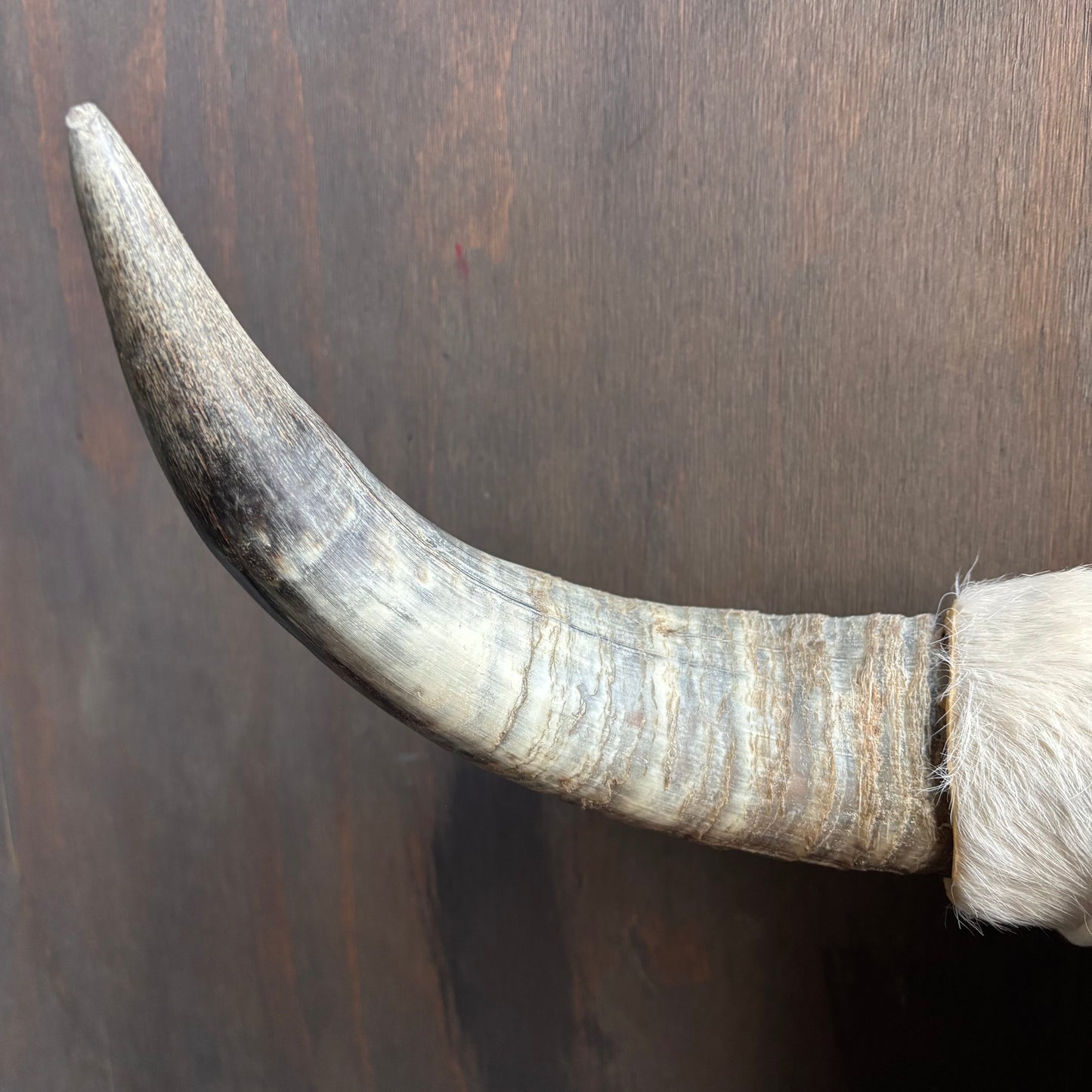 Cowhide Covered Bust with Longhorns