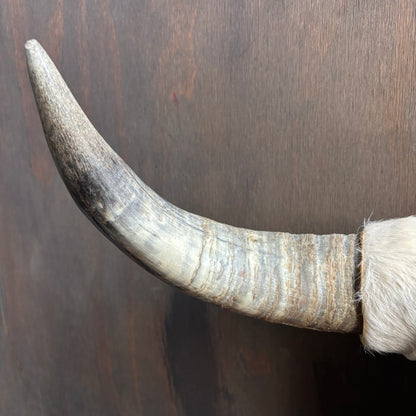 Cowhide Covered Bust with Longhorns
