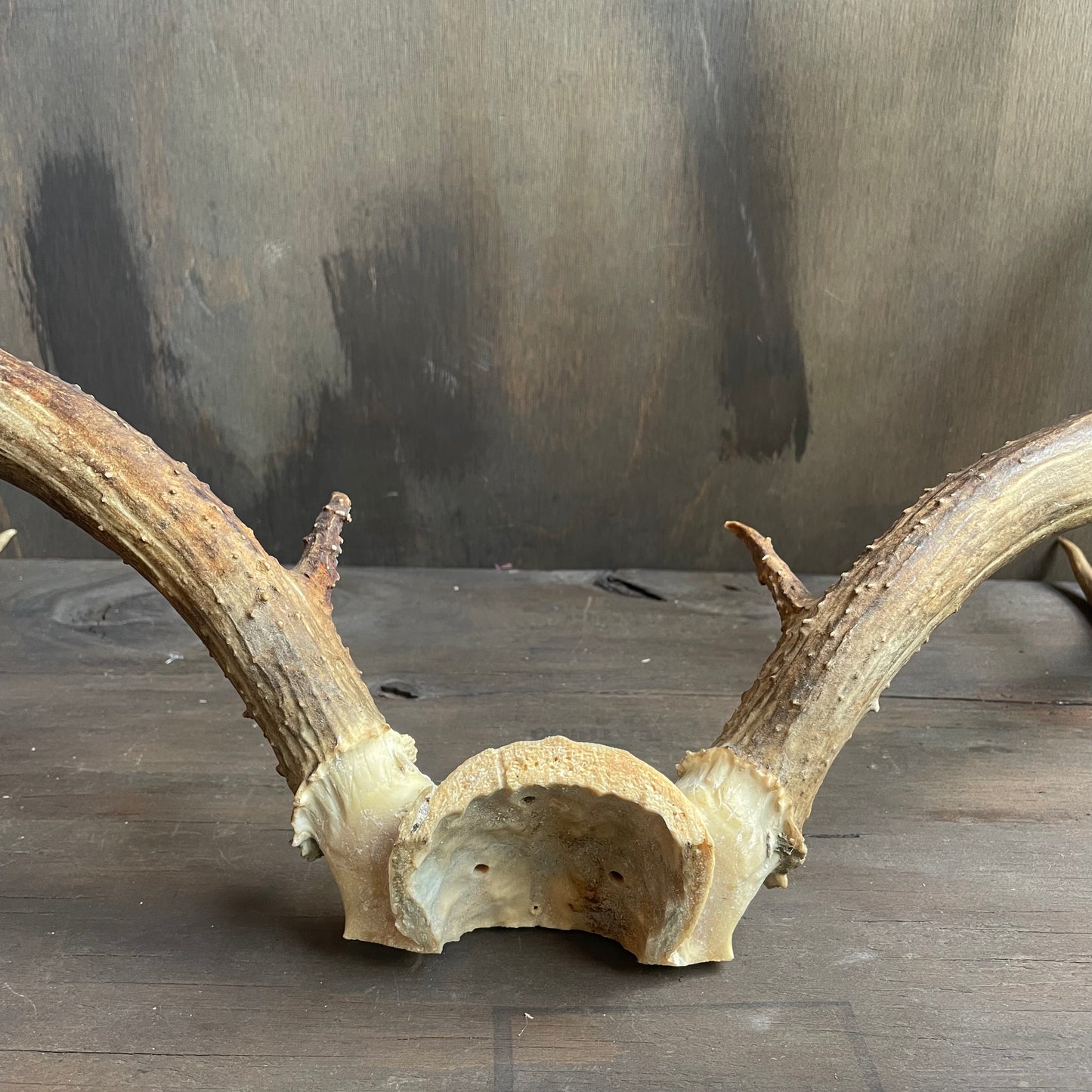 Mule Deer Antlers Skull Cap