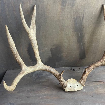 Mule Deer Antlers Skull Cap