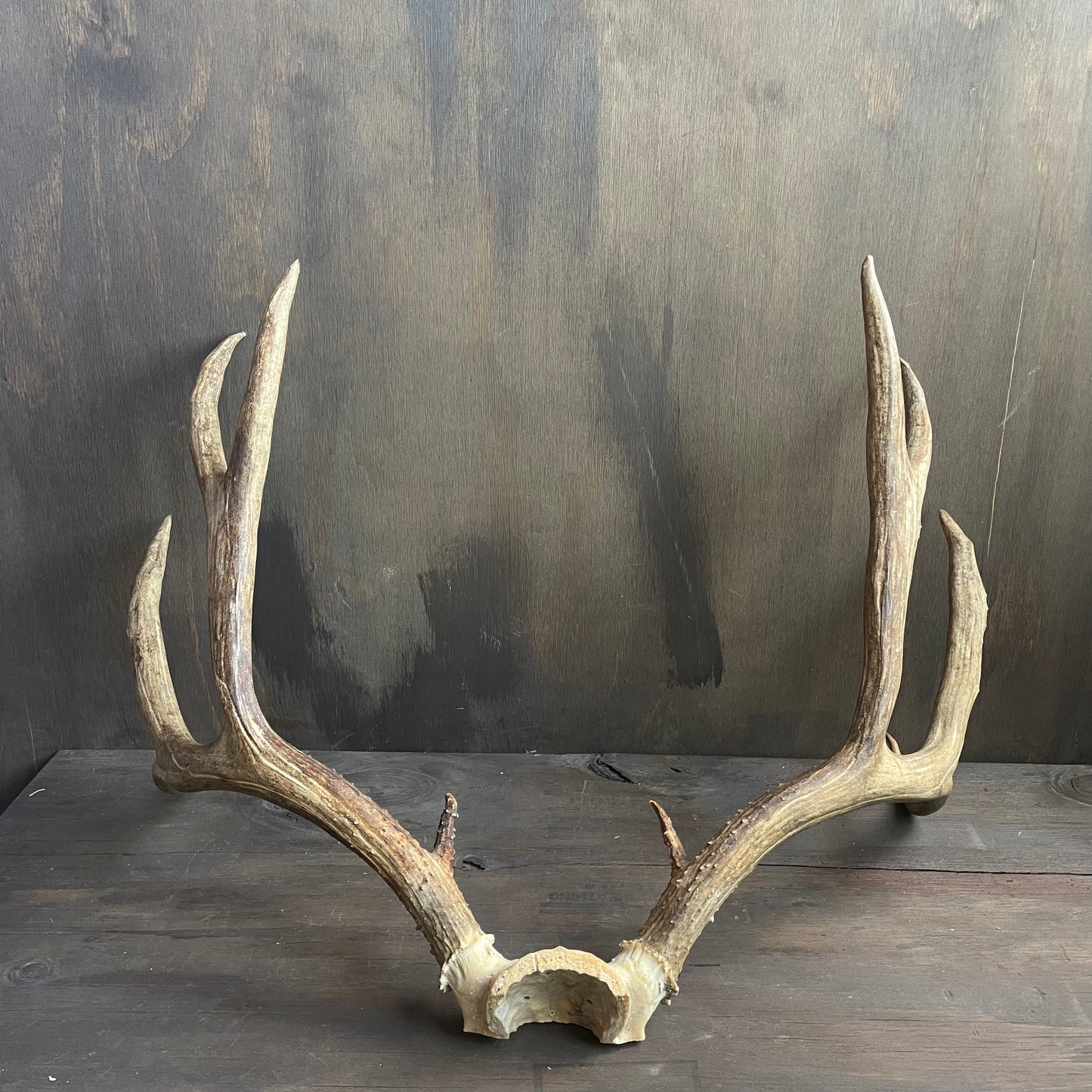 Mule Deer Antlers Skull Cap