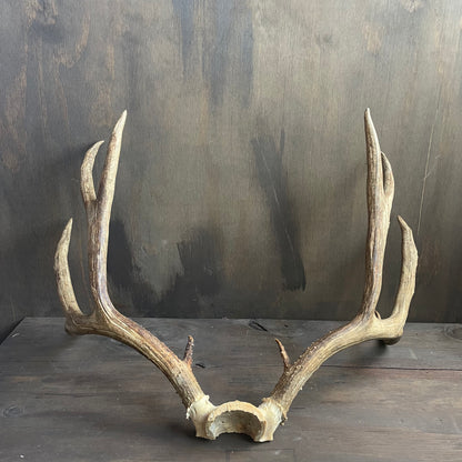 Mule Deer Antlers Skull Cap