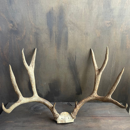 Mule Deer Antlers Skull Cap