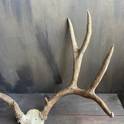 Mule Deer Antlers Skull Cap